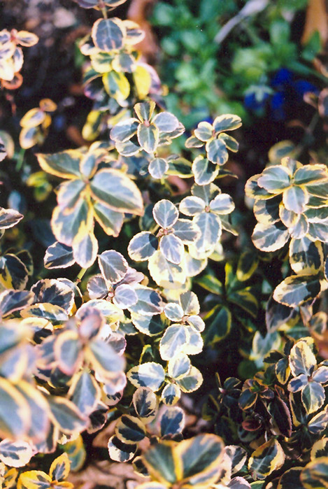 Canadale Gold Wintercreeper (Euonymus fortunei 'Canadale Gold') at Eising Garden Centre