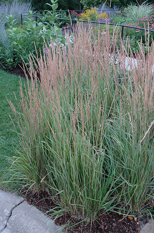 Variegated Reed Grass (Calamagrostis x acutiflora 'Overdam') at Eising Garden Centre