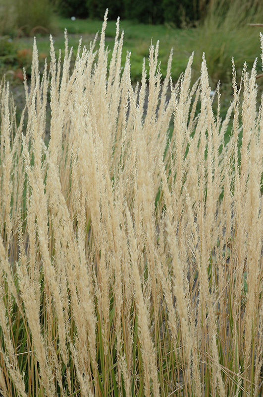 Karl Foerster Reed Grass (Calamagrostis x acutiflora 'Karl Foerster') at Eising Garden Centre