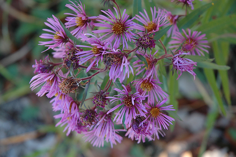 New England Aster (Symphyotrichum novae-angliae) in Simcoe, Ontario (ON ...