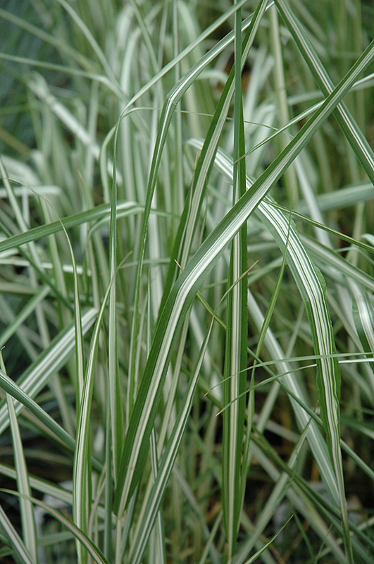 Avalanche Reed Grass (Calamagrostis x acutiflora 'Avalanche') at Eising Garden Centre