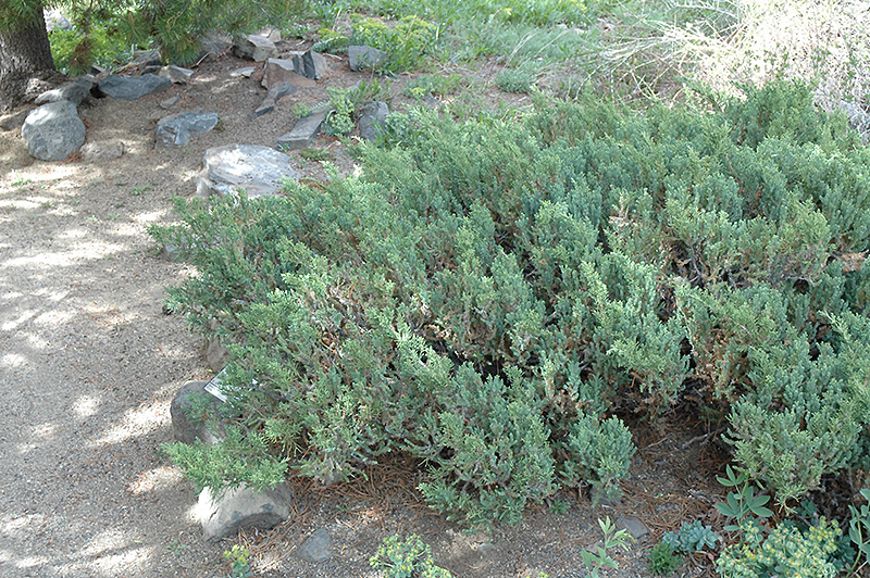San Jose Juniper (Juniperus chinensis 'San Jose') at Eising Garden Centre
