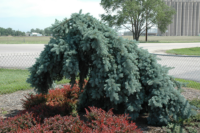 The Blues Colorado Blue Spruce (Picea pungens 'The Blues') in Simcoe,  Ontario (ON) at Eising Garden Centre