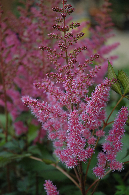 Maggie Daley Astilbe (Astilbe chinensis 'Maggie Daley') at Eising Garden Centre