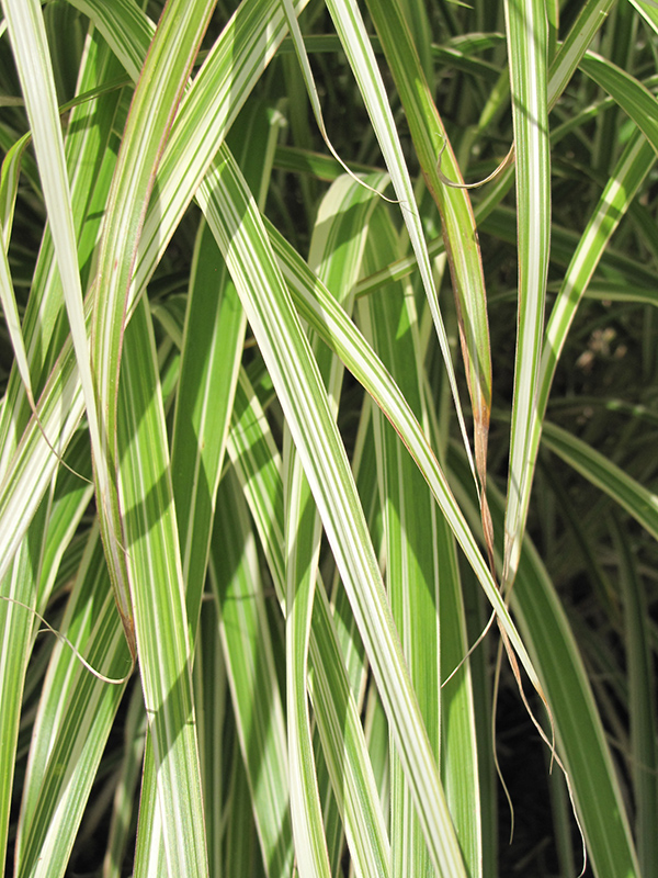 Morning Light Maiden Grass (Miscanthus sinensis 'Morning Light') in ...