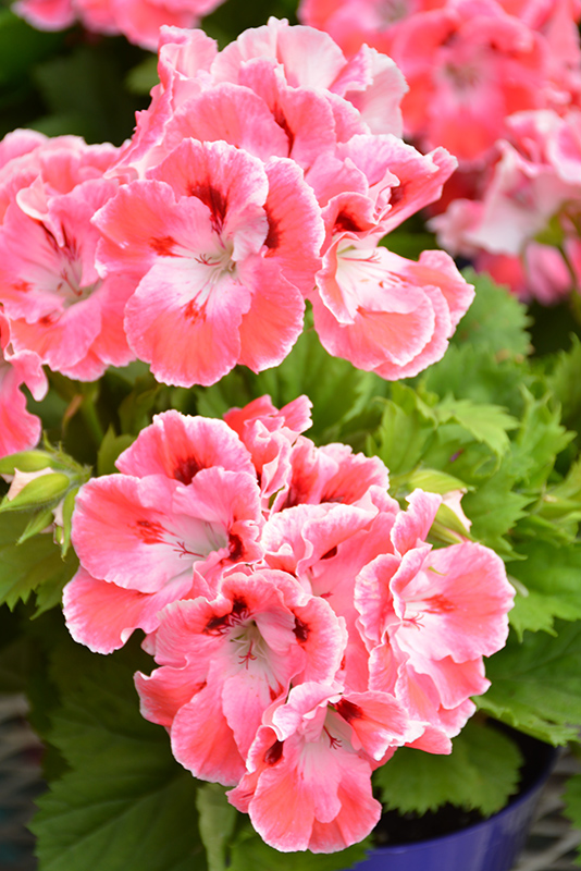 Elegance Coral Sunset Geranium (Pelargonium 'Elegance Coral Sunset') in ...