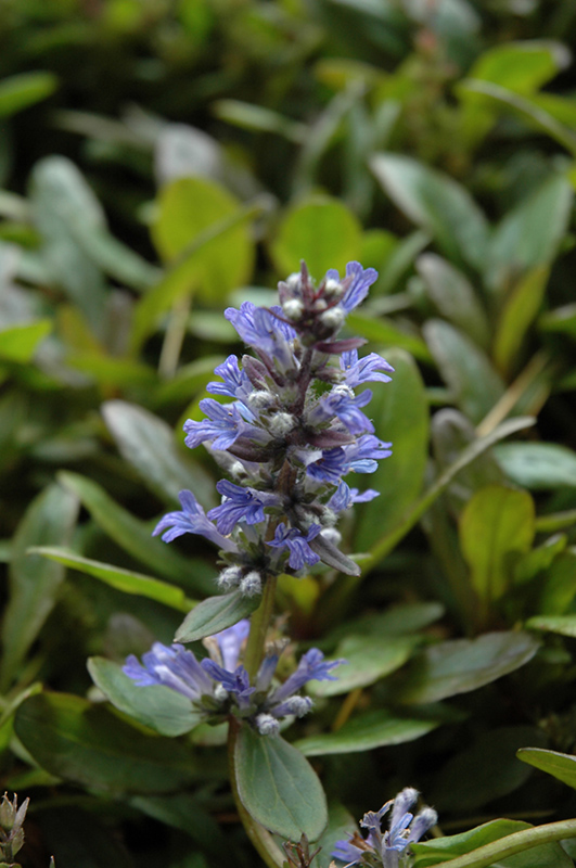 Blueberry Muffin Bugleweed (Ajuga reptans 'Blueberry Muffin') at Eising Garden Centre