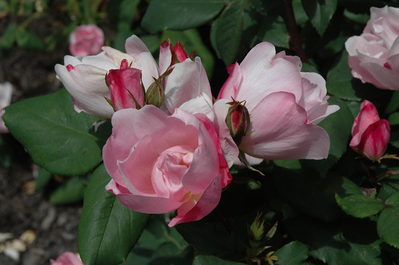 Blushing Knock Out Rose (Rosa 'Radyod') in Simcoe, Ontario (ON) at ...