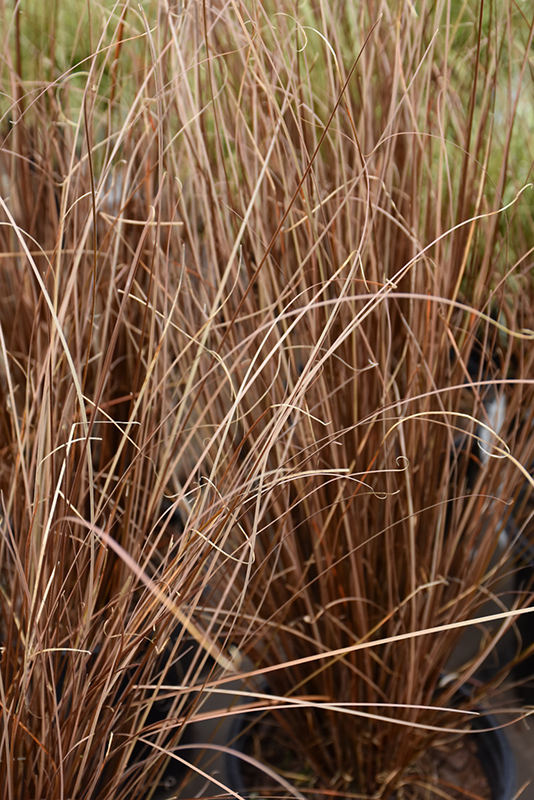 Red Rooster Sedge (Carex buchananii 'Red Rooster') at Eising Garden Centre