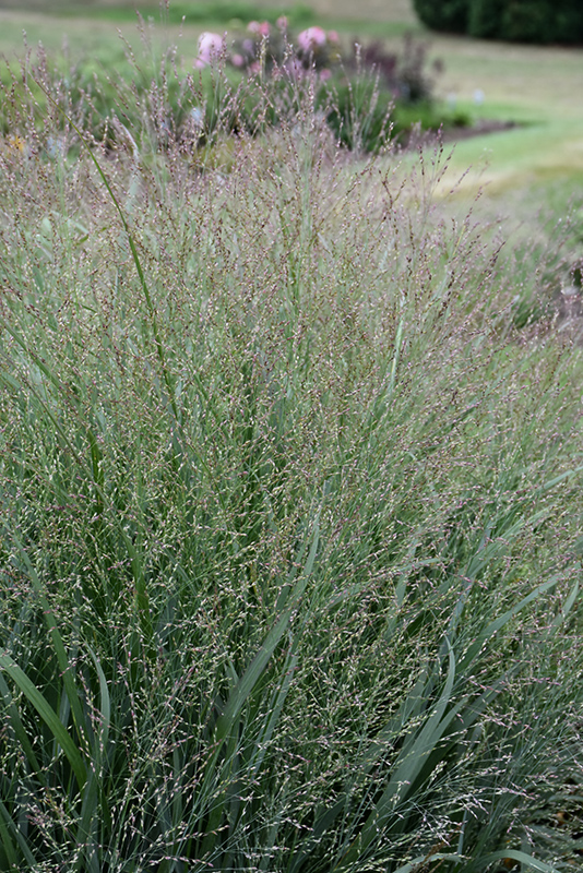 Cape Breeze Switch Grass (Panicum virgatum 'Cape Breeze') in Simcoe ...