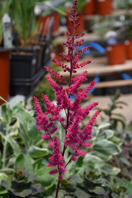 Mighty Chocolate Cherry Chinese Astilbe (Astilbe chinensis 'Mighty Chocolate Cherry') at Eising Garden Centre