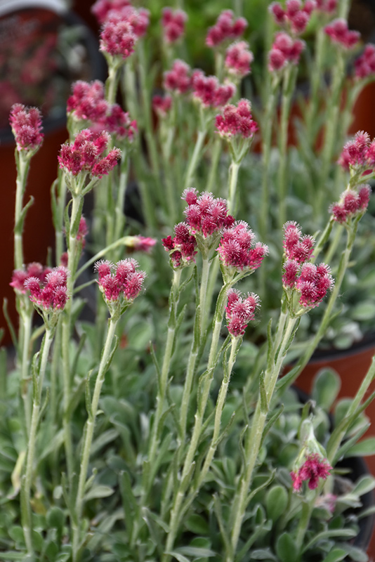Red Pussytoes (Antennaria dioica 'Rubra') at Eising Garden Centre