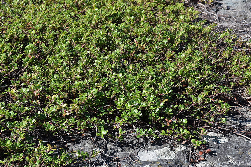 Bearberry (Arctostaphylos uva-ursi) at Eising Garden Centre