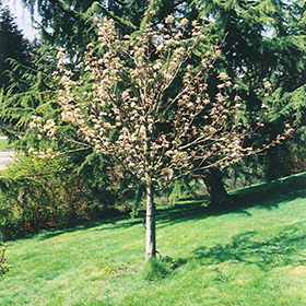 Stella on sale cherry tree