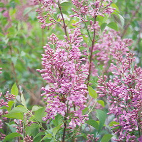 Plant Photo 2