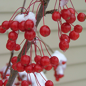 Plant Photo 1