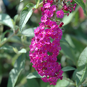 Plant Photo 6