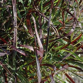 Plant Photo 7