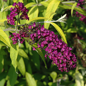 Plant Photo 7