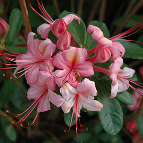 Plant Photo 2