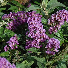 Plant Photo 2