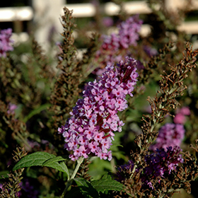 Plant Photo 10