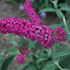 Plant Photo 6
