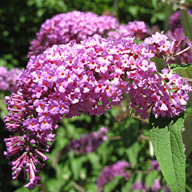 Plant Photo 4