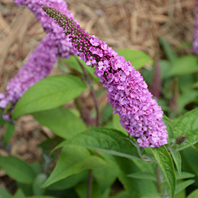 Plant Photo 10