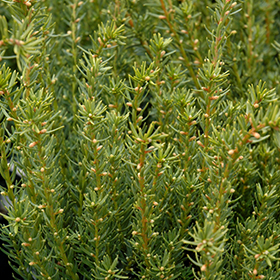 Plant Photo 3