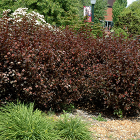Plant Photo 10