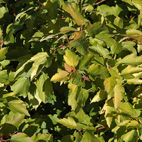 Plant Photo 10
