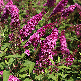 Plant Photo 3