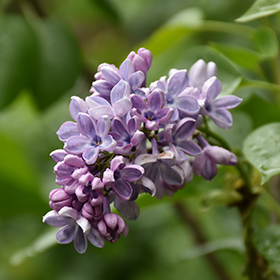 Plant Photo 1