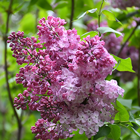 Plant Photo 4