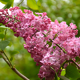 Plant Photo 5