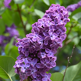 Plant Photo 7