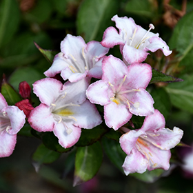 Plant Photo 9