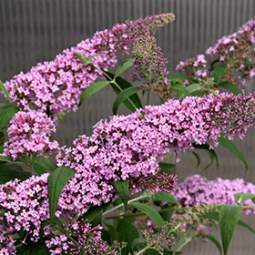 Plant Photo 5