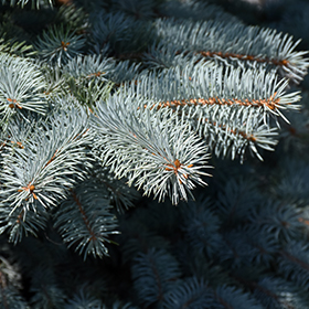 Baby Blue Blue Spruce (Picea pungens 'Baby Blue') in Simcoe, Ontario (ON)  at Eising Garden Centre