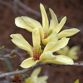 Plant Photo 10
