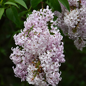 Plant Photo 3