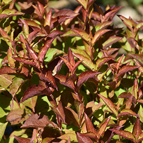Plant Photo 4