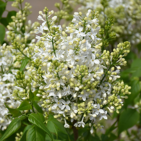 Plant Photo 6
