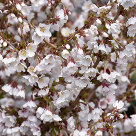 Prunus incisa 'Little Twist' - Spring Grove Nursery