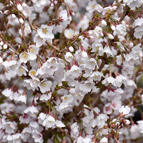 Little Twist Fuji Cherry (Prunus incisa 'CarltonLT') in Simcoe