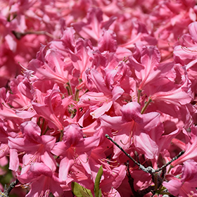 Plant Photo 7