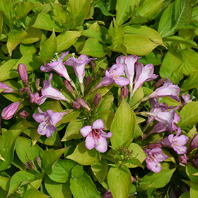 Plant Photo 2