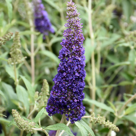 Plant Photo 4