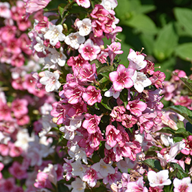 Plant Photo 3